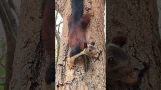 Indian Giant Squirrel