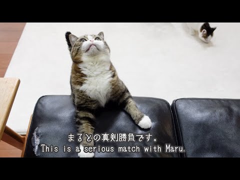 それぞれの遊び方で楽しむねこ。-Cats enjoy their own way of playing.-