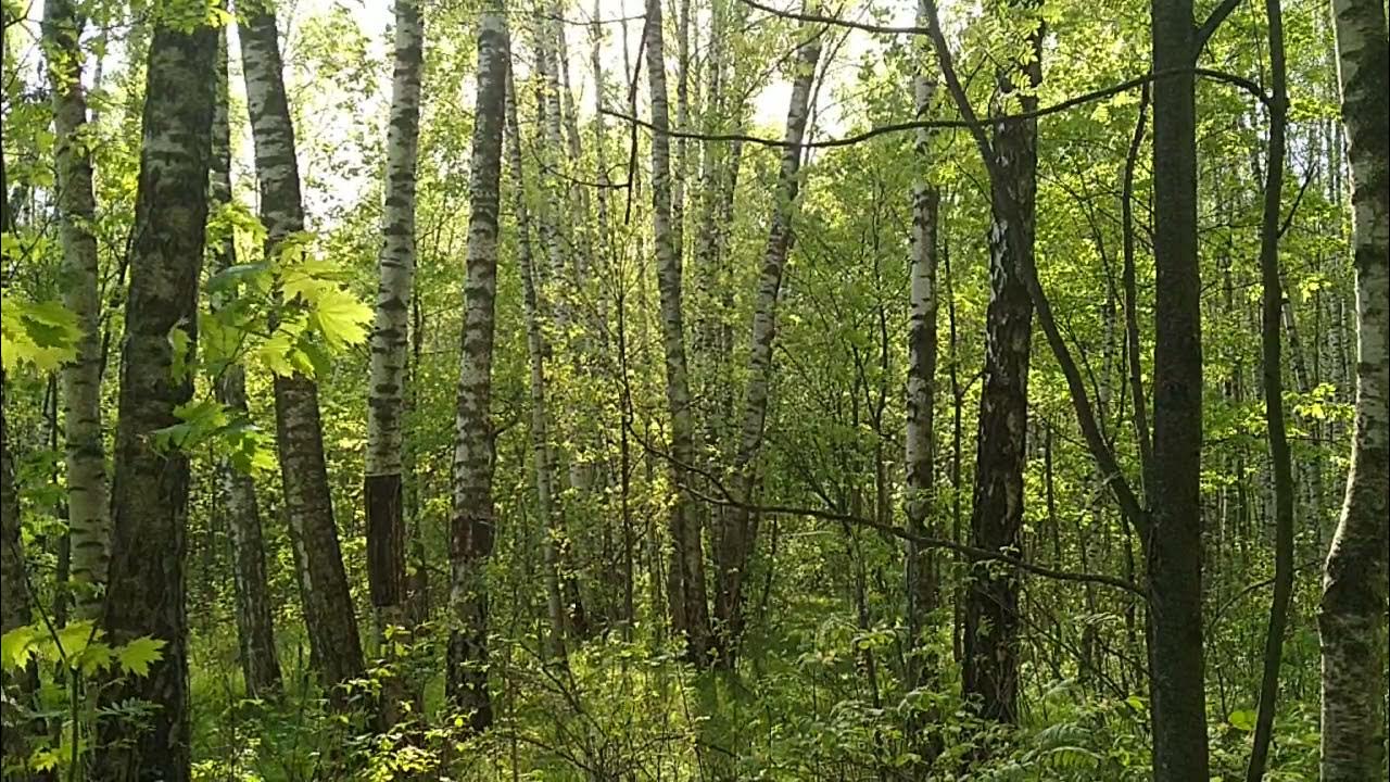 Woods 18. Дуб баррик дятьково лдсп. Дуб белый. Wow elle. Woods 18.