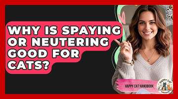 Why Is Spaying Or Neutering Good For Cats? - Happy Cat Handbook