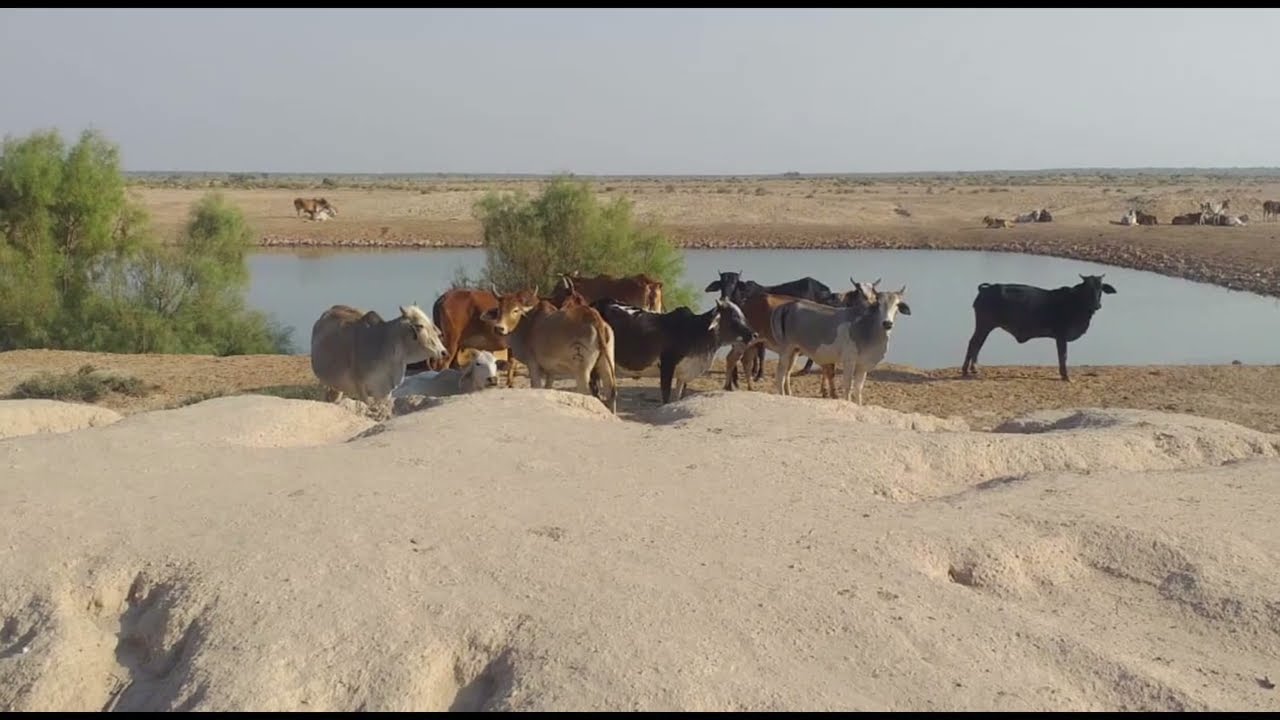 روہی چولستان میں رہنے والے لاکھوں افراد آج بھی پانی جیسی بنیادی سہولت سے محروم