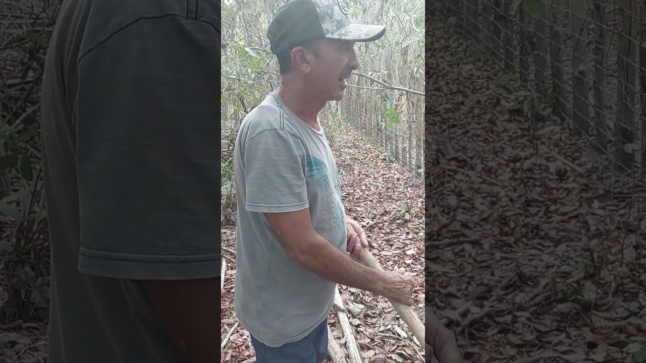 A COMEDEIRA DE GALINHA DA CASA DA ROÇA FALECEU 