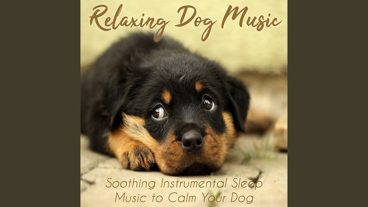 Relax my Dog Music - YouTube