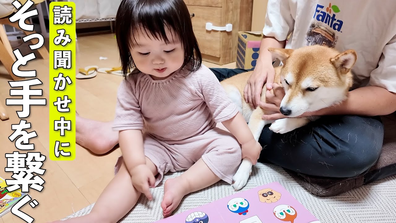 絵本の読み聞かせ中に1歳娘が柴犬へそっと大好きを伝えてました…