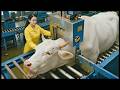 From Cow Milk to Chocolate Bar   Full Factory Process 😱 You’ve Never Seen