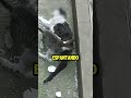 El gatito que se negó a dejar a su mamá #youtubeshorts