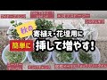 【挿し芽】６月の今が時期！4ヶ月後に苗ができる！？