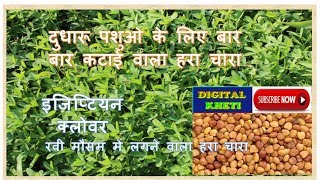 रवी मौसम में लगने वाला हरा चारा,  Berseem  Green Fodder,