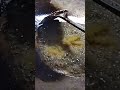 RESEP LENGKAP NASI GORENG BANG YADI BANJARMASIN #2