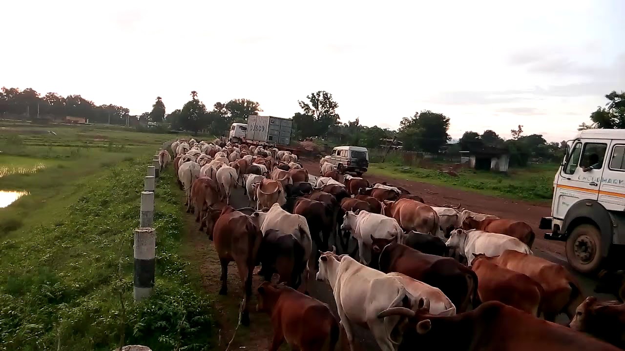 Gai gotha herd of cattle   Odisha village