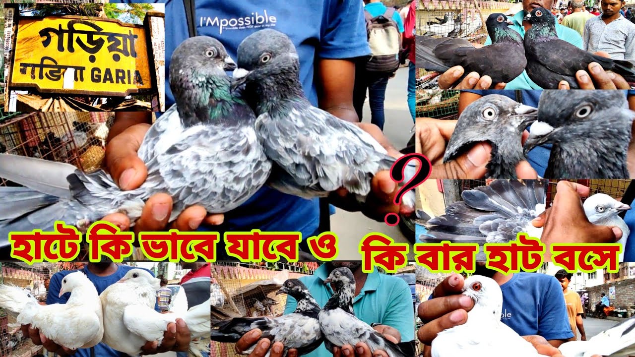 garia pigeon market কি ভাবে যাবে ও কি কি বার হাট বসে 🥰