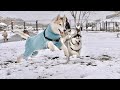 【歓喜】まさかの積雪で大興奮!子供のようにはしゃぎまくるハスキーズがこちら... 【シベリアンハスキー】