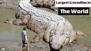 Unbelievable! The Top 10 Crocs That Will Shock You by Animal Explorer 426 views 1 year ago 3 minutes, 2 seconds