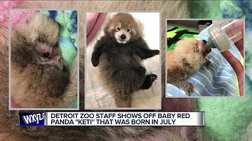Can dogs go to the Detroit Zoo Lights?