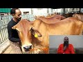 सस्ती साहिवाल गाय कहाँ से खरीद सकते है  - कितना दूध देती है यह गाय