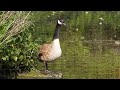 Canada goose calling