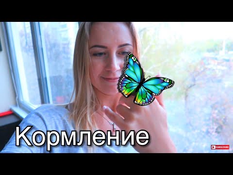 Видео: Что едят бабочки монархи?