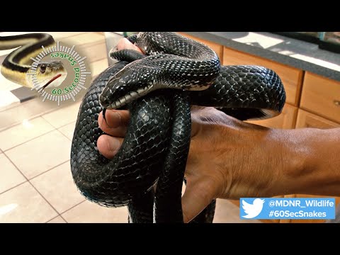 60-Second Snakes: The Black Rat Snake