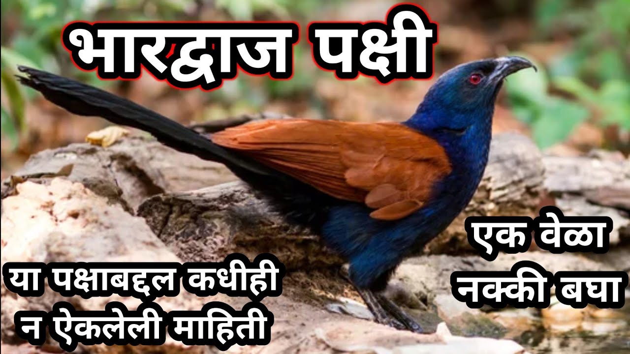 bharadwaj pakshi | भारद्वाज पक्षी | भारद्वाज पक्षी माहिती | bharadwaj pakshi mahiti | greater cuckle