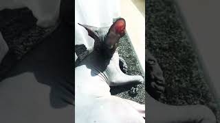 Лысая кошка сфинкс загорает на солнышке