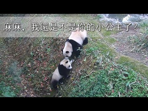 《熊貓早晚安》麻麻，我還是不是你的小公主了？| iPanda