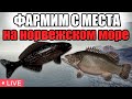РР4 СТРИМ • ГДЕ ЛУЧШЕ ФАРМИТЬ НА НОРВЕЖСКОМ МОРЕ ? • РУССКАЯ РЫБАЛКА 4