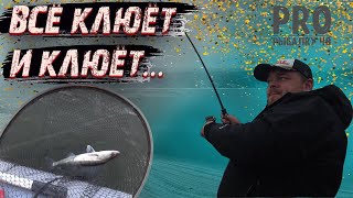 Столько поклёвок в этом году я ещё не видел! Рыбалка на судака!