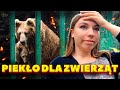 JAK NAPRAWDE WYGLĄDAJĄ ZOO NA WSCHODZIE