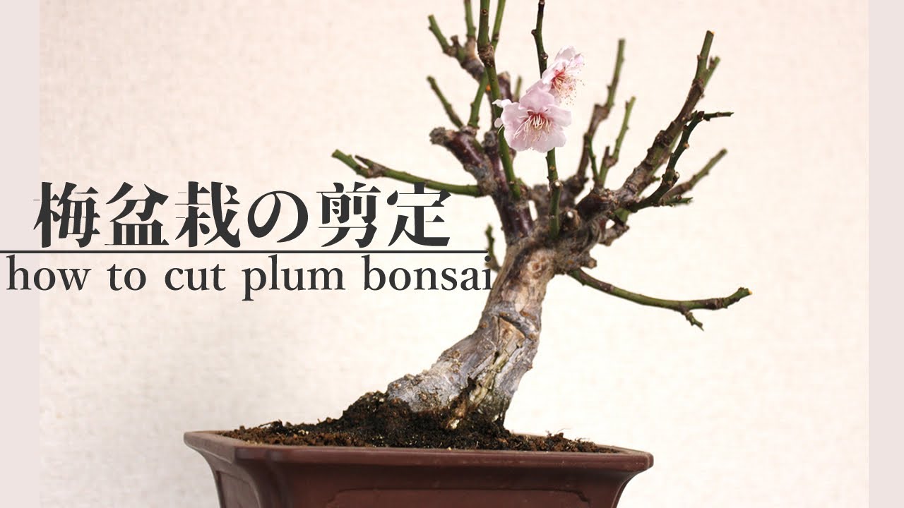 梅の剪定【盆栽】-how to cut plum bonsai branch-