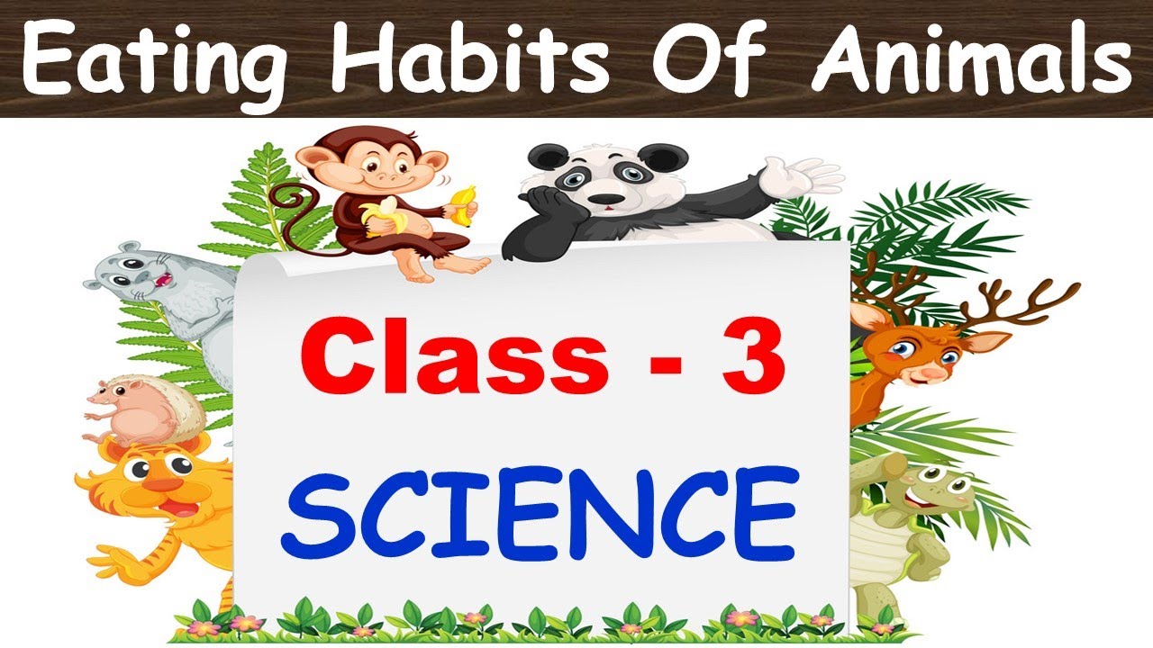 Eating Habits Of Animals | Class : 3 CHAPTER 1| Science | CBSE |  Herbivores, Carnivores, Omnivores| - YouTube