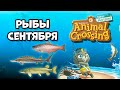 Все рыбы Сентября в игре Animal Crossing: New Horizons (0+)