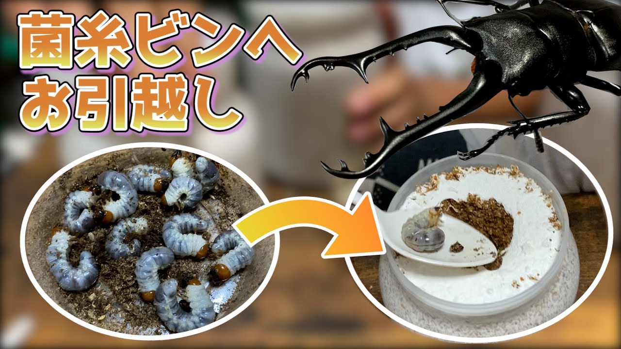 ギラファノコギリクワガタ飼育】幼虫飼育の定番。菌糸ビンを使ってみた 