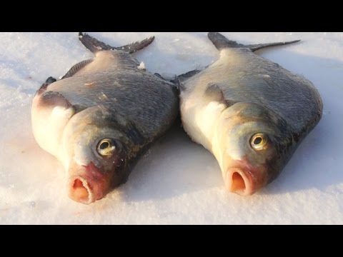 Ловля леща зимой на мормышку