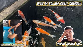 CARA MENYEMBUHKAN IKAN KOI SAKIT SATU KOLAM TANPA KARANTINA‼️