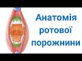 Анатомія ротової порожнини. Вступ до травної системи