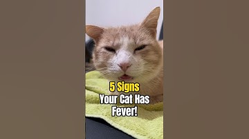 5 Signs Your Cat Has Fever! #cat #catvideos #catshorts #catlover #funnycats #catowners