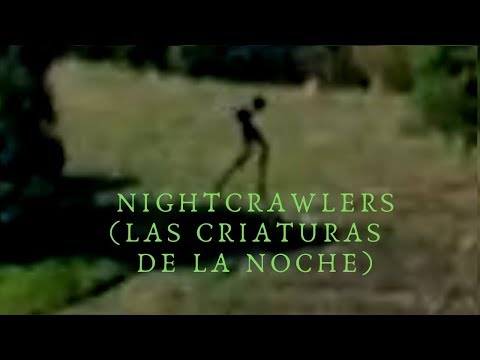 Video: ¿Aparecen las colmenillas durante la noche?