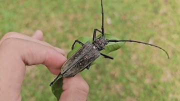 A Closer Look at the Red Spotted Mango Stem-Borer Beetle (Batocera rufomaculata)