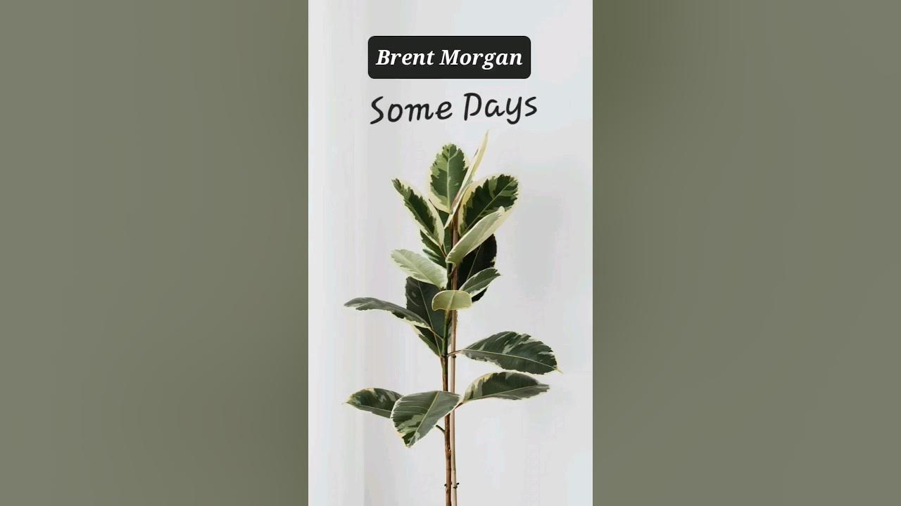 SOME DAYS - BRENT MORGAN 🪴 #music #musicgarden #somedays #brentmorgan #tjchillystyle 😶🌫️ SOME DAYS - BRENT MORGAN 🪴 #music #musicgarden #somedays #brentmorgan #tjchillystyle 😶🌫️