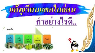 แก้ทุเรียนแตกใบอ่อน...ทำอย่างไร