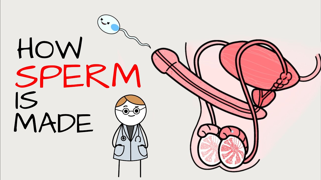 How Sperm Cell is Actually Made Explained in 10 minutes
