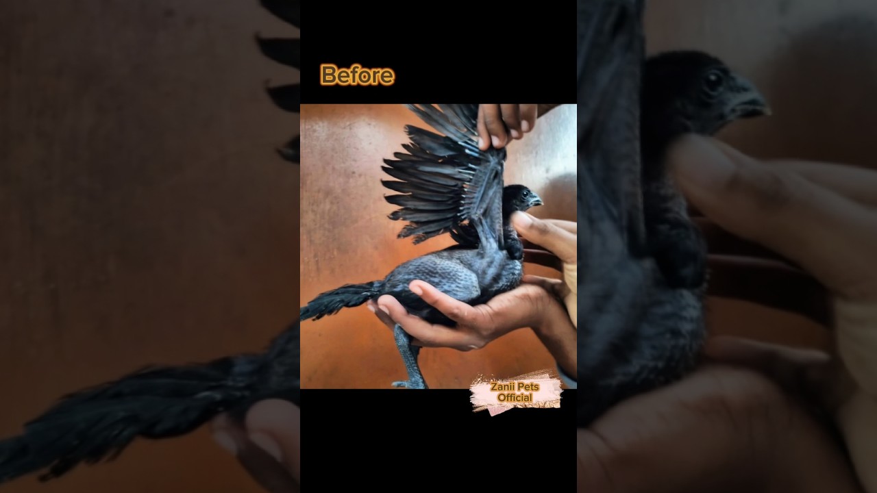 Black Skin Aseel Chick Transformation.🥵🔥 