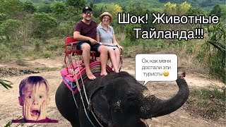 КАТАНИЕ НА СЛОНАХ. ПАРК ДИКИХ ОБЕЗЬЯН. ДЖУНГЛИ. Животный и растительный мир Тайланда. КАТАНИЕ НА СЛОНАХ. ПАРК ДИКИХ ОБЕЗЬЯН. ДЖУНГЛИ. Животный и растительный мир Тайланда.