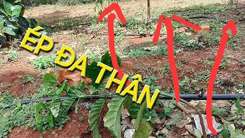 Ép ngọn cà thực sinh làm cà phê đa thân. MV Nhân Trí