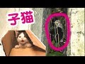 捨て猫保護。壁の間に挟まってた子猫を救出！ Abandoned cat protection. Rescue a kitten caught between walls!