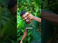 You use this plant everyday #facts #explained #funfacts #method #nature #smart #inventions