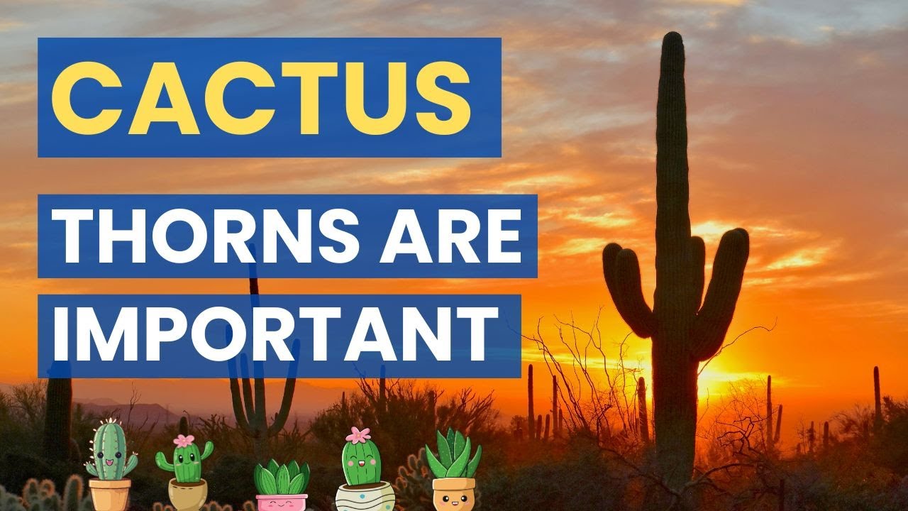 Significance of Cactus Plants I Saguaro cactus