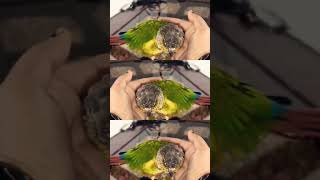 conure bird #alex #trending #yputubeshorts #shorts #viral #love