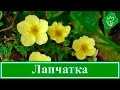 🌻 Цветок лапчатка – выращивание и уход, посадка и размножение; лапчатка кустарниковая и белая