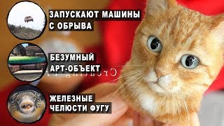 Дико реалистичные модели кошачьих голов из войлока